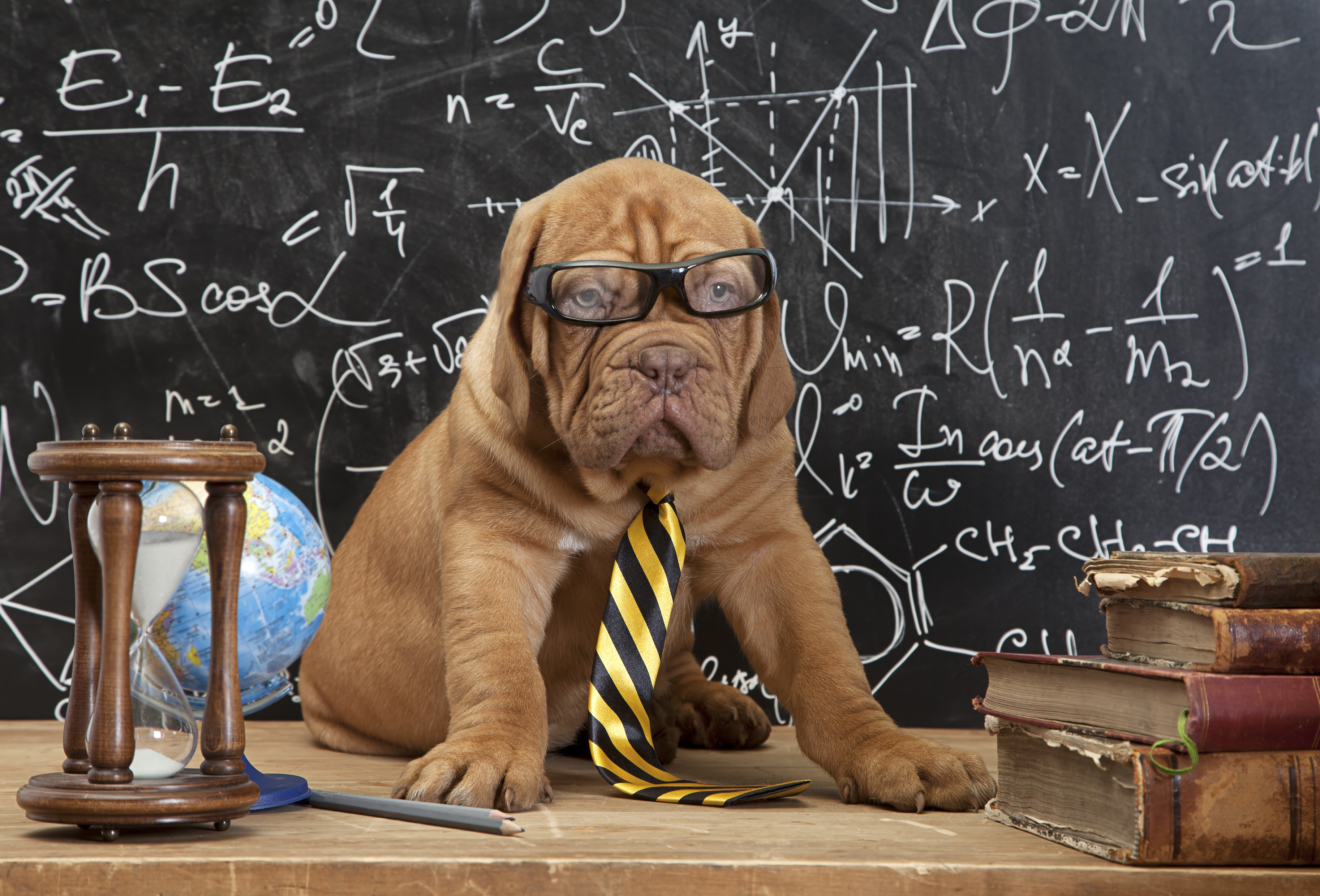 Представление ученые начинают звери умные. Собака ученый. Умные животные. Собака учитель. Умная собака в очках.