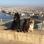 Keeping dogs in Hungary